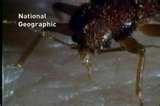 images of Bed Bugs Times