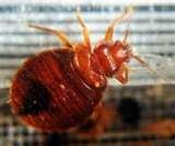 Bed Bugs Cyfluthrin pictures
