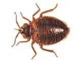 pictures of Bed Bugs Symptoms Bite
