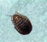 photos of Bed Bugs Times