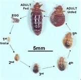 pictures of Bed Bugs Minneapolis Mn