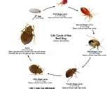 images of Bed Bugs Disease Transmission