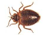 Bed Bugs Msnbc pictures