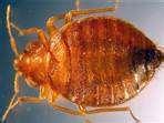 Bed Bugs Msnbc images