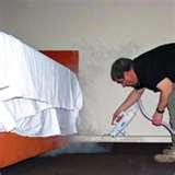 images of Bed Bugs Pullman