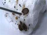 images of Bed Bugs Chemicals