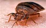 pictures of Are Bed Bugs Real