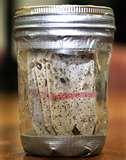 pictures of Bed Bugs Cities