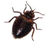 Bed Bugs 714 images