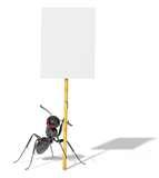 photos of Bed Bugs Snopes