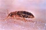 pictures of Bed Bugs Occur