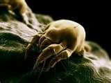 pictures of Bed Bugs Chemicals