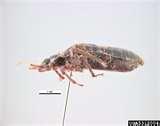 pictures of Bed Bugs Occur