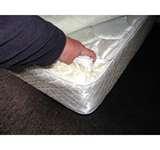 Are Bed Bugs Real pictures