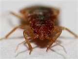 Bed Bugs Occur