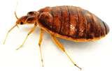 pictures of Bed Bugs Pullman