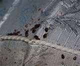 Bed Bugs Chemicals