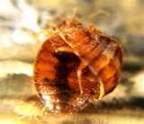 Exterminator Bed Bugs Jersey City pictures