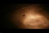 pictures of Bed Bugs Cities