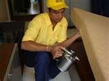 Bed Bugs Occur photos