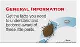 pictures of Bed Bugs Occur