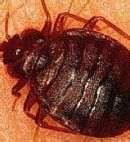 photos of Bed Bugs Worst Cities
