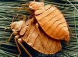 Bed Bugs Occur pictures