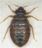 pictures of Bed Bugs Habitat