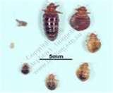 Bed Bugs Vacuum Cleaner photos
