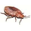 Bed Bugs Ie images