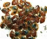Bed Bugs Habitat images