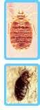 Bed Bugs Habitat pictures