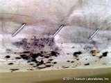 photos of Bed Bugs Ie