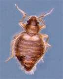 images of Bed Bugs Bat Bugs