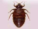 Bed Bugs Bat Bugs pictures