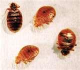 Bed Bugs Habitat