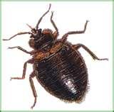 images of Bed Bugs Habitat