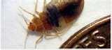 photos of Bed Bugs Habitat