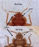 images of Bed Bugs Bat Bugs