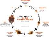 Bed Bugs Habitat pictures