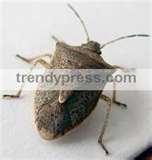 images of Bed Bugs Japan