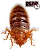 Bed Bugs Keep Coming Back