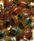 Bed Bugs Charlotte photos
