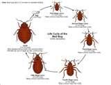 Bed Bugs Keep Coming Back pictures