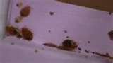 Bed Bugs Japan photos