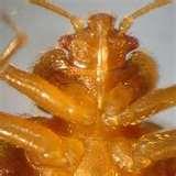Nyc Bed Bugs Epidemic