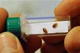 pictures of Bed Bugs Japan