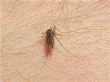 Bed Bugs Citronella pictures Bed Bugs Citronella pictures
