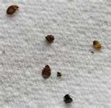 Bed Bugs Japan pictures