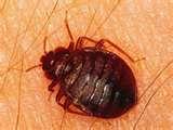Bed Bugs Charlotte photos
